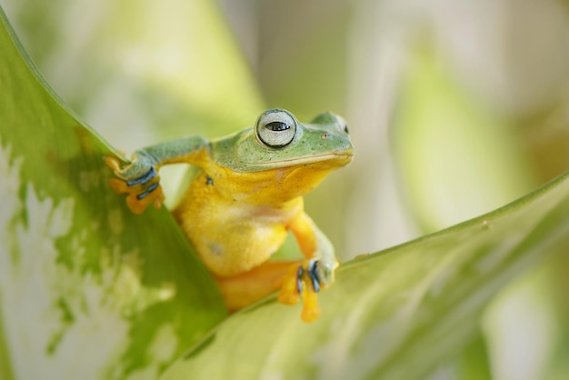 Nahaufnahme eines Frosches auf einem Blatt