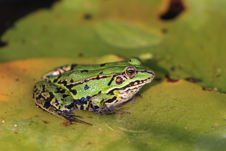 Foto nahaufnahme eines frosches auf einem blatt