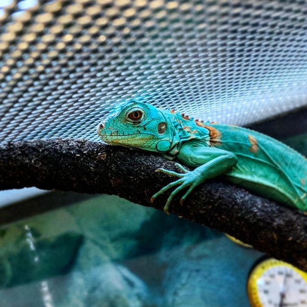 Nahaufnahme eines Frosches auf einem Blatt