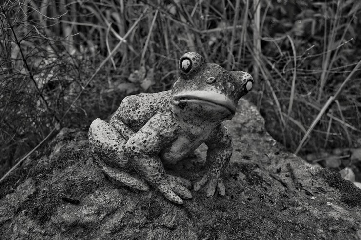 Foto nahaufnahme eines frosches auf einem felsen
