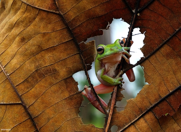 Nahaufnahme eines Frosches auf einem getrockneten Blatt