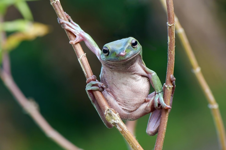 Foto nahaufnahme eines frosches auf einem zweig