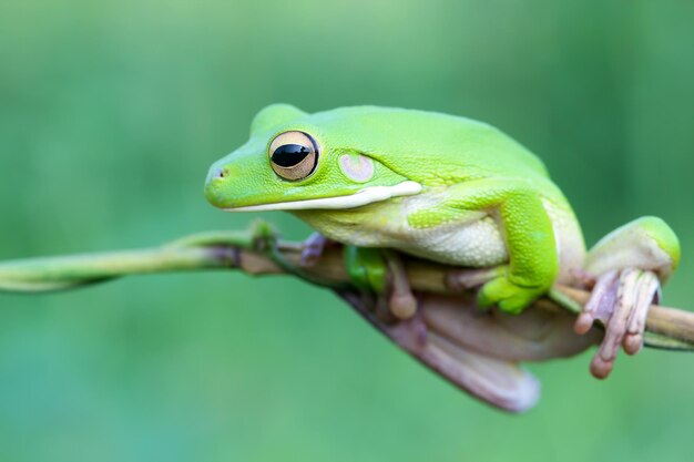 Foto nahaufnahme eines frosches auf einem zweig