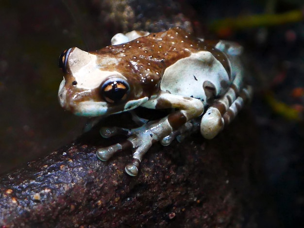 Nahaufnahme eines Frosches auf einem Zweig