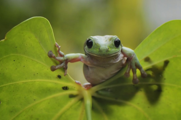 Nahaufnahme eines Frosches auf einer Pflanze