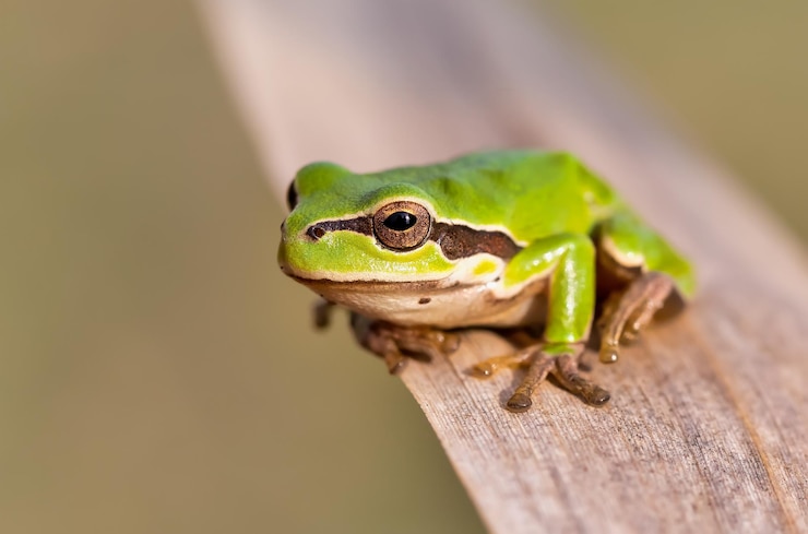 Foto nahaufnahme eines frosches auf holz