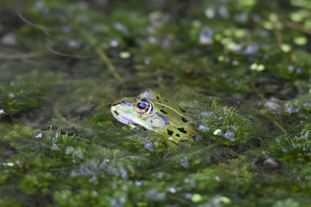 Foto nahaufnahme eines frosches, der im see schwimmt