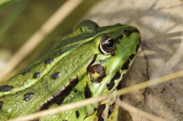 Foto nahaufnahme eines frosches durch pflanzen auf einem felsen