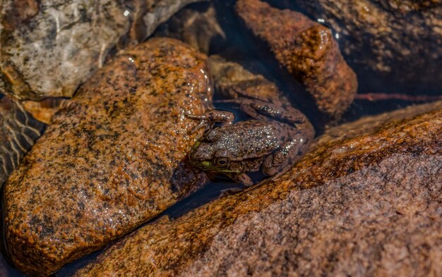 Foto nahaufnahme eines frosches im see an einem sonnigen tag