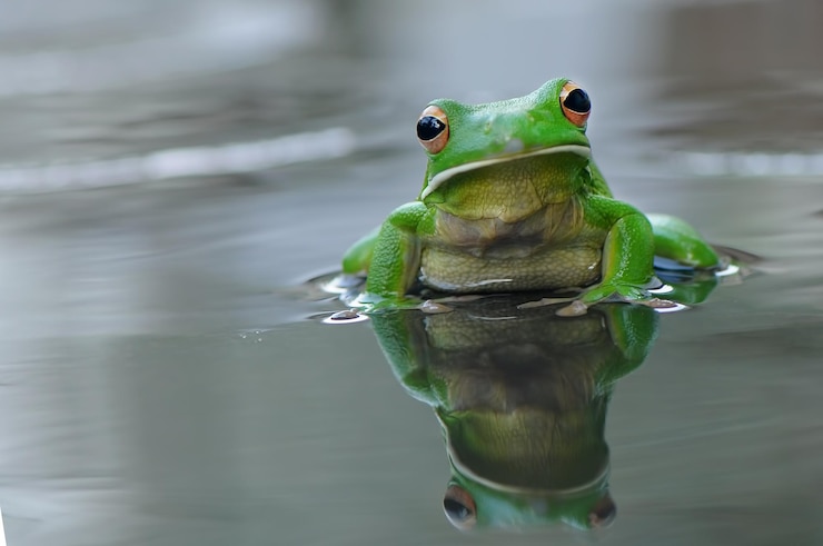 Foto nahaufnahme eines frosches im see