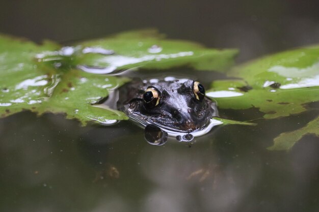 Foto nahaufnahme eines frosches im wasser