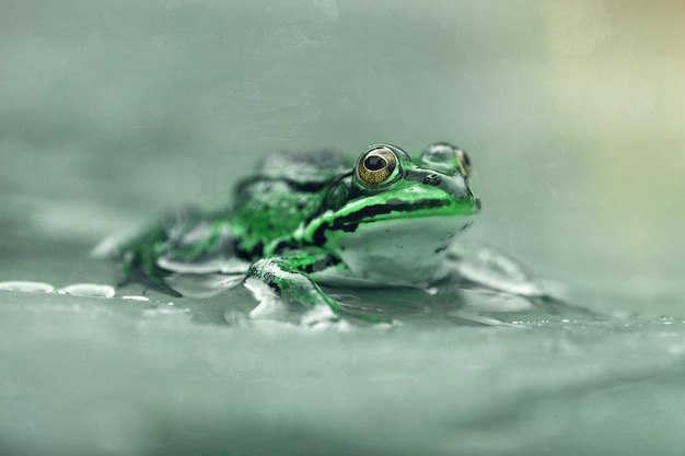 Nahaufnahme eines Frosches im Wasser