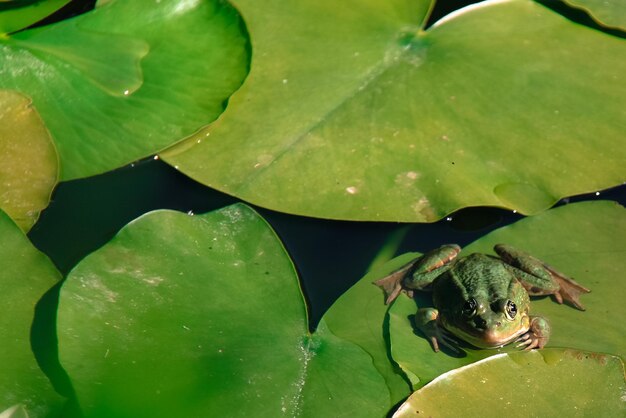 Foto nahaufnahme eines frosches