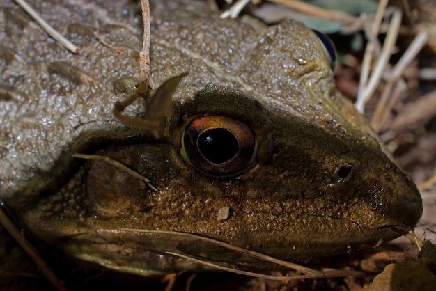 Foto nahaufnahme eines frosches