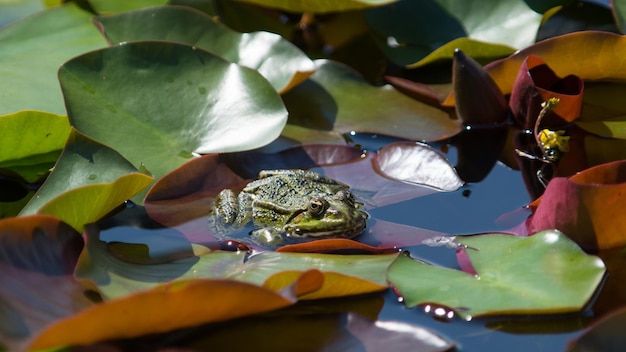 Foto nahaufnahme eines frosches