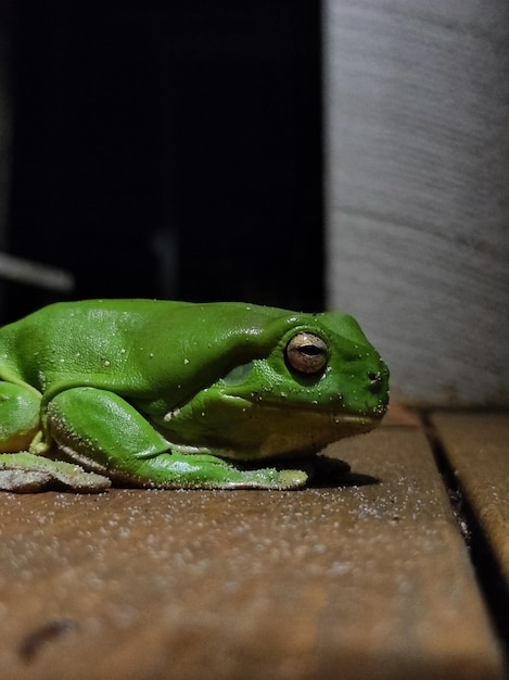 Nahaufnahme eines Frosches
