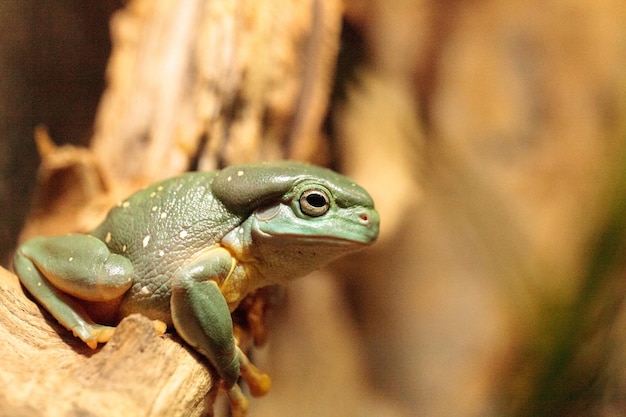Nahaufnahme eines Frosches