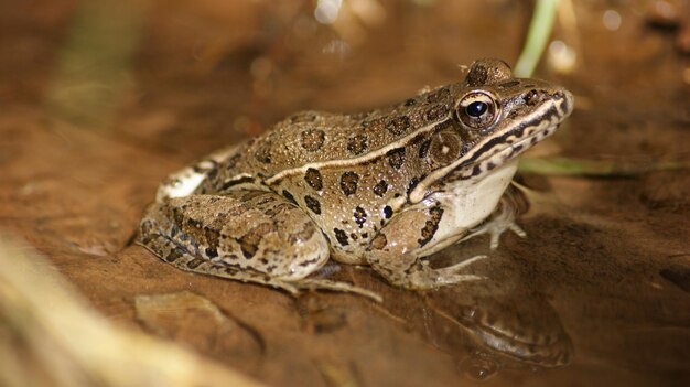 Foto nahaufnahme eines frosches