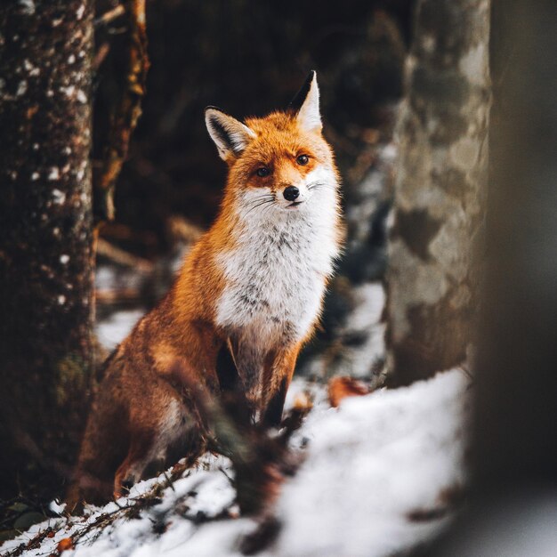 Foto nahaufnahme eines fuchses im winter