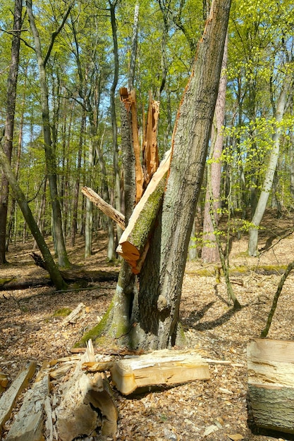 Nahaufnahme eines gebrochenen Baumes durch einen Sturm im Wald