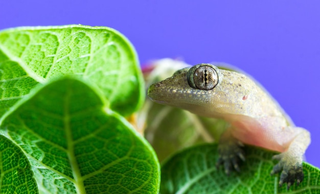 Nahaufnahme eines Geckos auf einem grünen Blatt