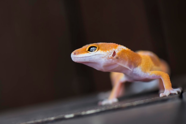 Nahaufnahme eines Geckos