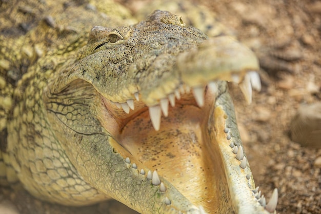 Nahaufnahme eines gefährlichen Krokodils, Gesichtsmund, Zähne. Abstraktes Tierporträt