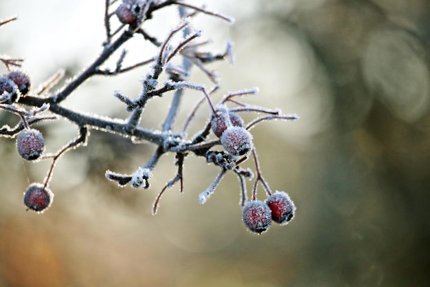 Foto nahaufnahme eines gefrorenen baumzweigs im winter