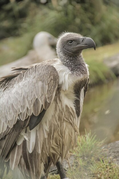 Foto nahaufnahme eines geieres auf einem felsen