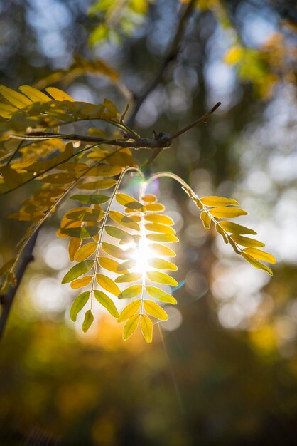 Foto nahaufnahme eines gelbblütigen baumes