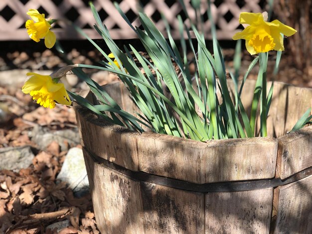 Foto nahaufnahme eines gelben blumenpotts