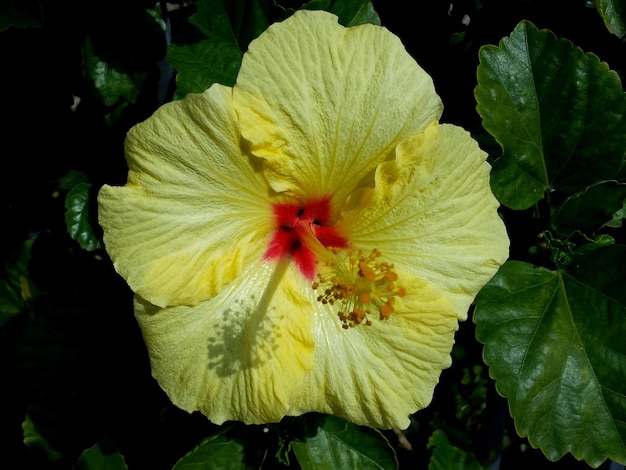 Foto nahaufnahme eines gelben hibiskus, der im freien blüht