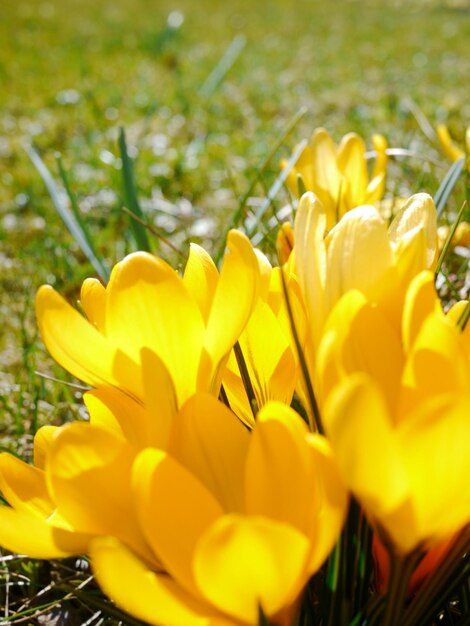 Foto nahaufnahme eines gelben krokus, der auf dem feld blüht