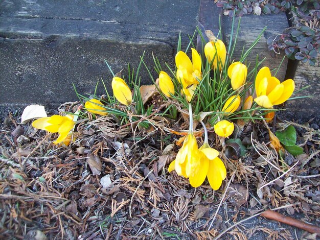 Foto nahaufnahme eines gelben krokus, der im freien blüht