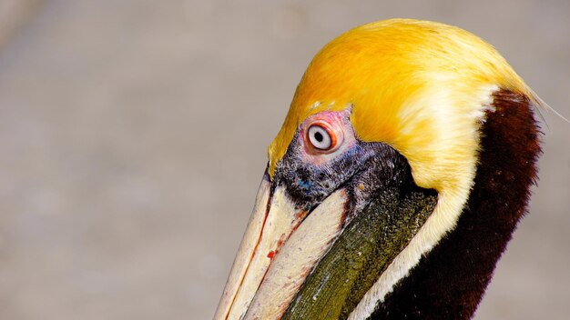 Nahaufnahme eines gelben Vogels