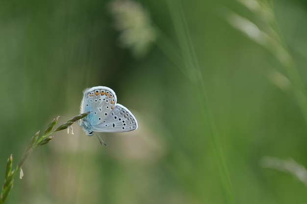 Nahaufnahme eines gemeinsamen blauen Schmetterlings in der Natur