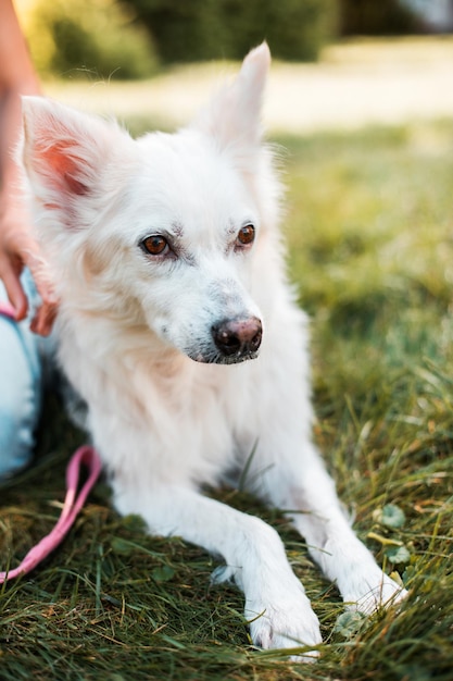 Nahaufnahme eines glücklichen weißen, flauschigen Hundes, der auf dem Rasen liegt Adoption gerettet, Unterkunft, Begleiter, Haustier, bester Freund