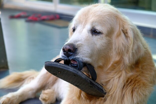 Foto nahaufnahme eines golden retrievers, der wegschaut