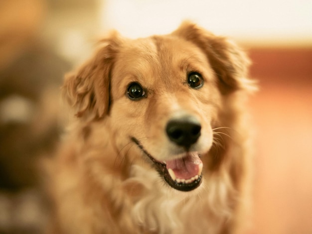 Nahaufnahme eines Golden Retrievers zu Hause
