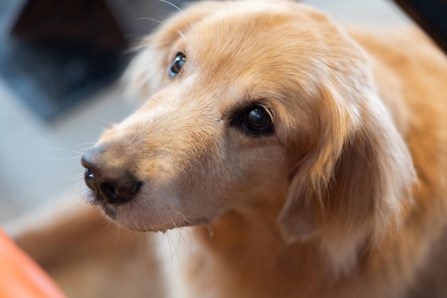Nahaufnahme eines Golden Retrievers