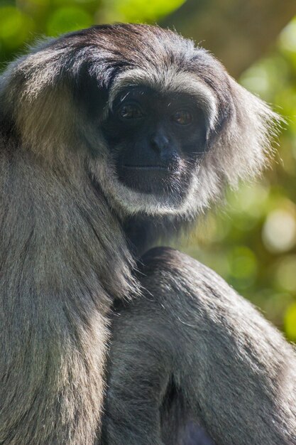 Nahaufnahme eines Gorillas, der wegblickt