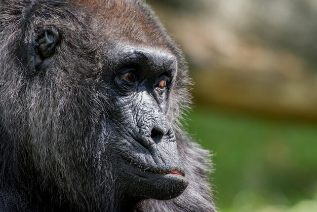 Foto nahaufnahme eines gorillas