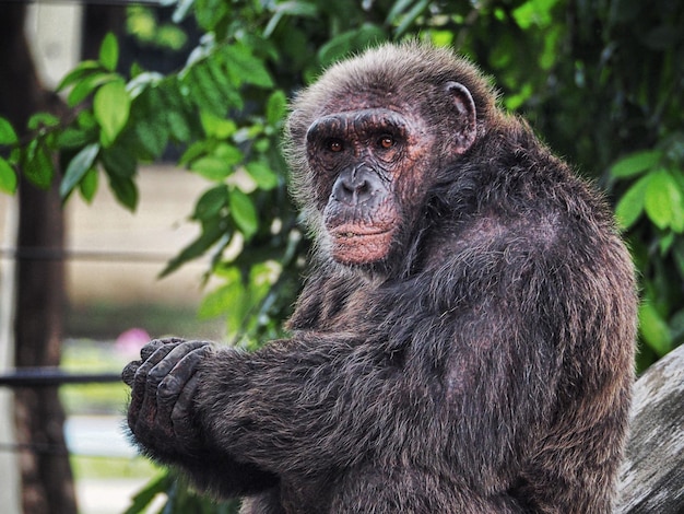 Foto nahaufnahme eines gorillas