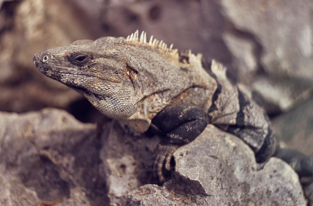 Nahaufnahme eines grauen Leguans zwischen den Felsen