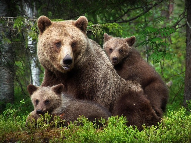 Foto nahaufnahme eines grizzlybären mit seinen jungen, die in einem wald in finnland auf dem gras liegen