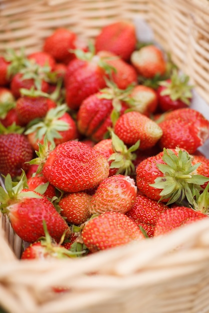 Nahaufnahme eines großen Korbes mit frisch gepflückten Bio-Erdbeeren