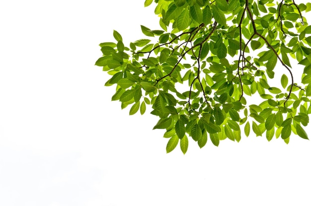 Foto nahaufnahme eines grünen baumes vor klarem himmel