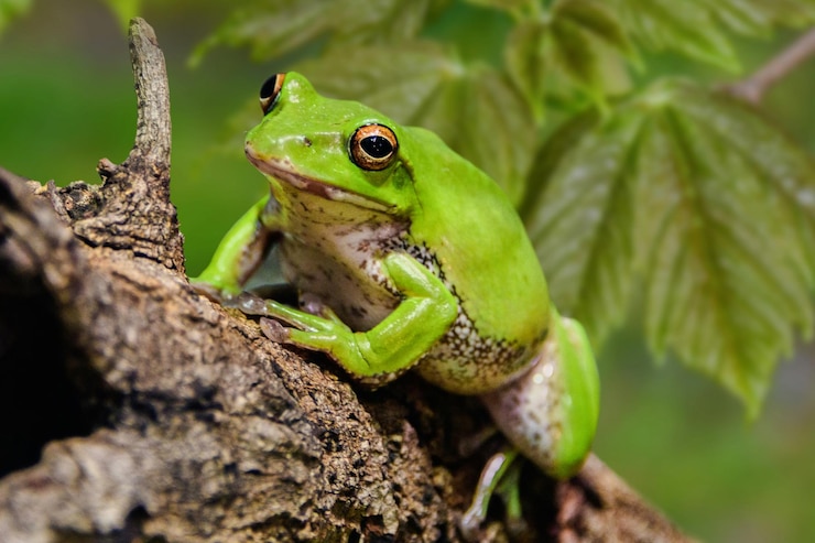Foto nahaufnahme eines grünen frosches auf einem baum