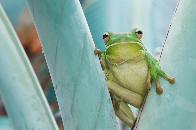 Nahaufnahme eines grünen Frosches auf Pflanzen