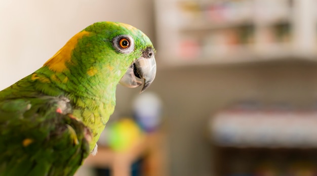 Nahaufnahme eines grünen gefiederten Papageien, Nahaufnahme eines grünen Papageienauges mit Kopierraum